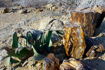 Petrified Forest, Natural Reserve in Namibia