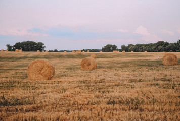 packing haystack round golden field harvesting