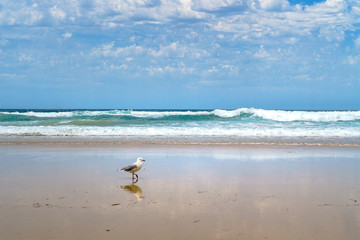 Panoramic view of the Gold Coast sandy beach and waves rolling in, with a lonely seagull walking on the foreground.