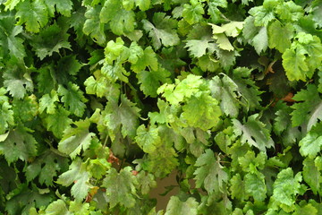 Vigne vierge verte