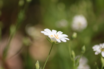 white flower