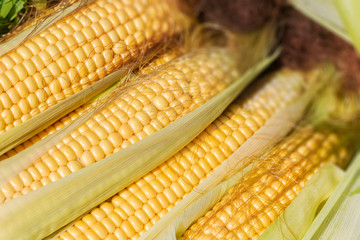 an ear of corn. harvest. natural product.