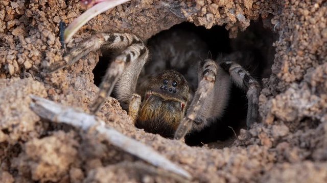 South Russian tarantula wolf spider (Lycosa singoriensis) killing prey