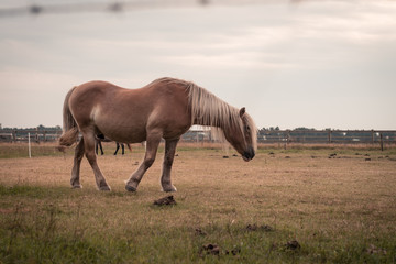 Naklejka na ściany i meble Light brown stallion is grazing in the meadow during the sunset , 2 horses are grazing in a meadow somewhere on Ameland, the sun sets