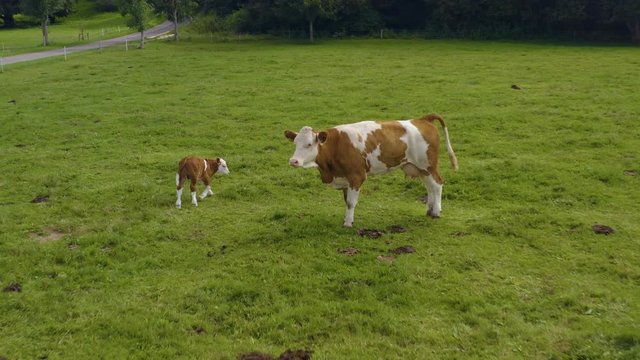 Aerial view of cows in Germany on a sunny day in summer on a pasture. A cow and it's calf standing up.