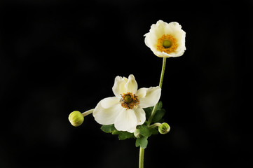 White anemone flowers and buds