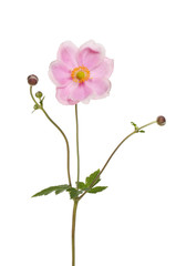 Fototapeta na wymiar Japanese anemone flower