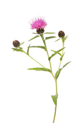 Common knapweed flower and foliage