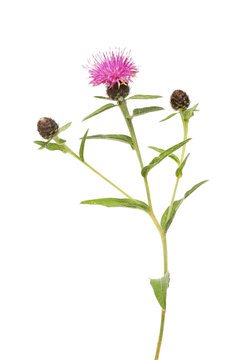 Common Knapweed Flower And Foliage