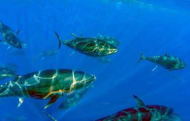 Atlantic Bluefin Tuna (Thunnus thynnus)
