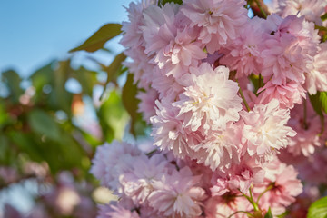 Blooming double pink Japanese cherry flowers , close-up