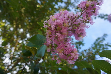 Blooming Lilac