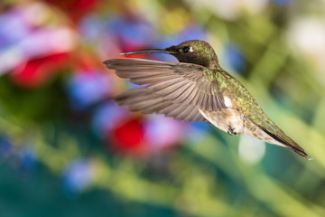 Black-Chinned Hummingbird Searching for Nectar in the Flower Garden