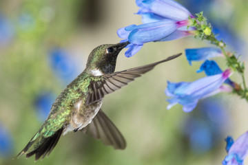 Black-Chinned Hummingbird Searching for Nectar Among the Blue Flowers