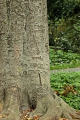 Baumstamm mit Rindenschnitzereien