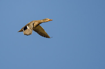 Mallard Duck Flying in a Blue Sky