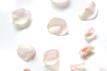 Blurred a pile sweet pink rose corollas on white background with softly style