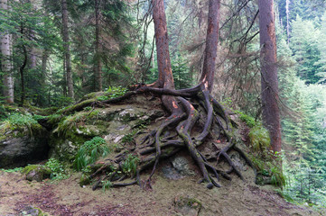 Two trees with visible roots together on a rock