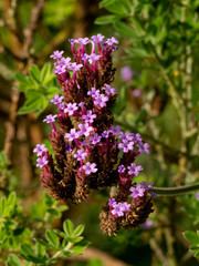 Obraz premium fleurs de verveine