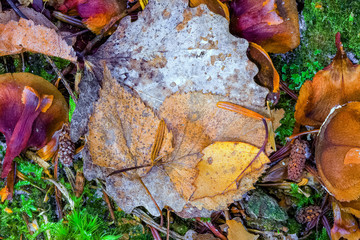france, chevreuse valley : leaves in forest in autumn