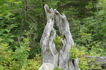 Tree Stump - Nature