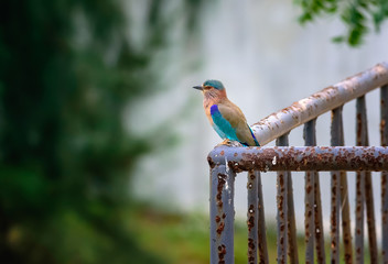 Medium sized bird, Indian Roller, Coracias benghalensis
