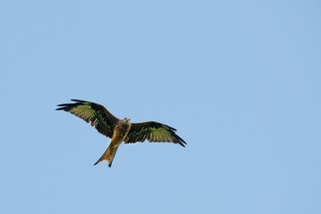 The Red Kite Feeding Station Brecon Beacons National Park Llanddeusant, Llangadog wales