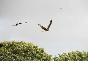 The Red Kite Feeding Station Brecon Beacons National Park Llanddeusant, Llangadog wales