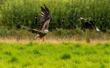 The Red Kite Feeding Station Brecon Beacons National Park Llanddeusant, Llangadog wales