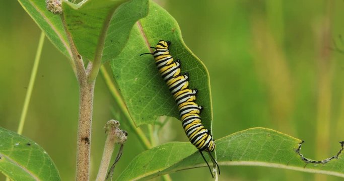 Monarch Caterpillar, Danaus plexppus, on Milkweed 4K