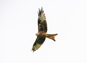 The Red Kite Feeding Station Brecon Beacons National Park Llanddeusant, Llangadog wales