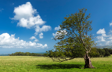 Idyllic rural scenery with tree, green meadow and deep blue sky