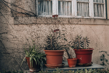 potted plants on a street of Lisbon