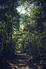 Amazonian trail