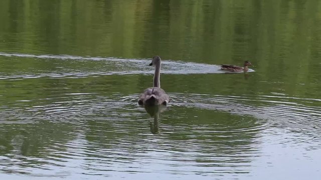Pulcino di cigno ed un anatra in un lago