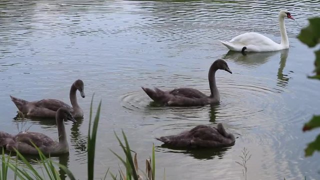 Famiglia di cigni nuota nel lago