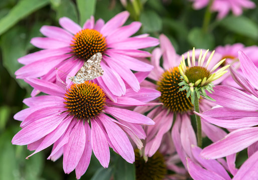 Echinacea purpurea is a perennial herbaceous plant.It is a wild flower of Compositae, named because its head is very similar to pine fruit