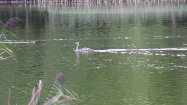 Pulcino di cigno ed un anatra in un lago