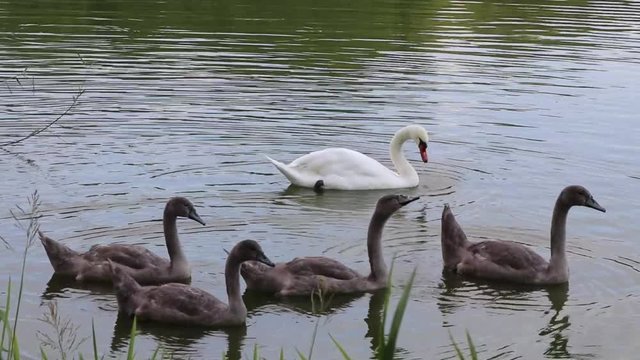 Famiglia di cigni nuota nel lago