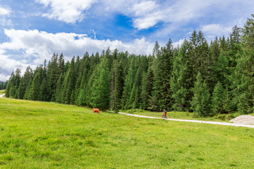 Fototapeta na wymiar Scenic alpine view with grazing cow in a meadow and a mtb cyclist on a rural road. Italian Dolomites. Italian Alps, Corvara in Badia.