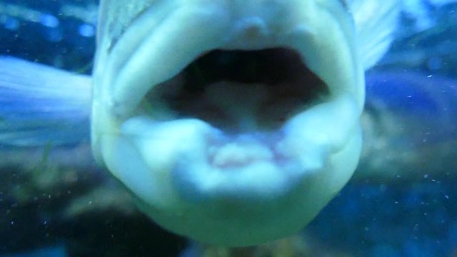 Poisson en gros plan dans aquarium 100 images secondes