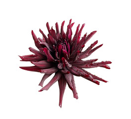 Burgundy dahlia flower isolated on a white background