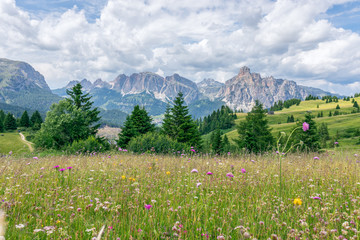 Beautiful flowering alpine meadow in the foreground and Italian Dolomites in the background.  Italian Alps, Corvara in Badia.