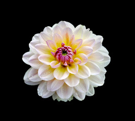 Beautiful dahlia flower isolated on a black background