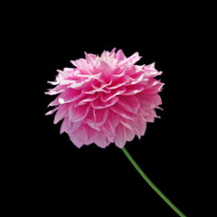 Flower of pink dahlia isolated on a black background