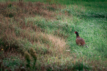 Pheasant walks in the meadow, in the nature of Ameland, close up, colours, wild aniamal, bird, nature-pictures