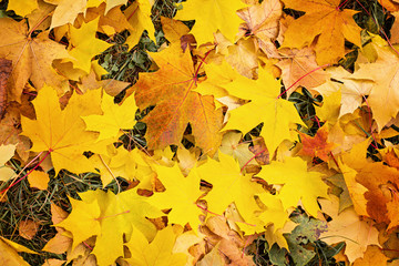 Yellow autumn leaves Beautiful autumn leaves yellow branches abstract background, leaf fall concept - Image