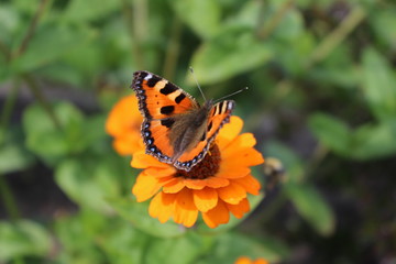 butterfly on flower