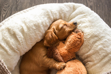 A puppies life