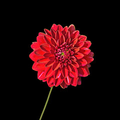 Beautiful red dahlia isolated on a black background